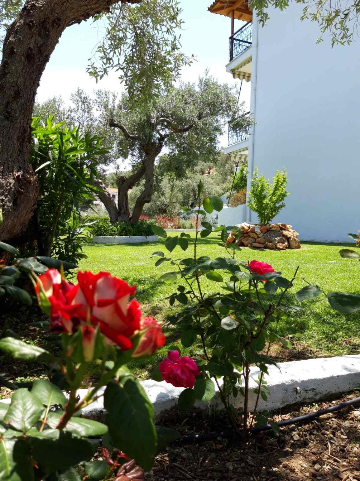 Olive Grove Studios Megali Ammos (Skiathos) Exterior foto