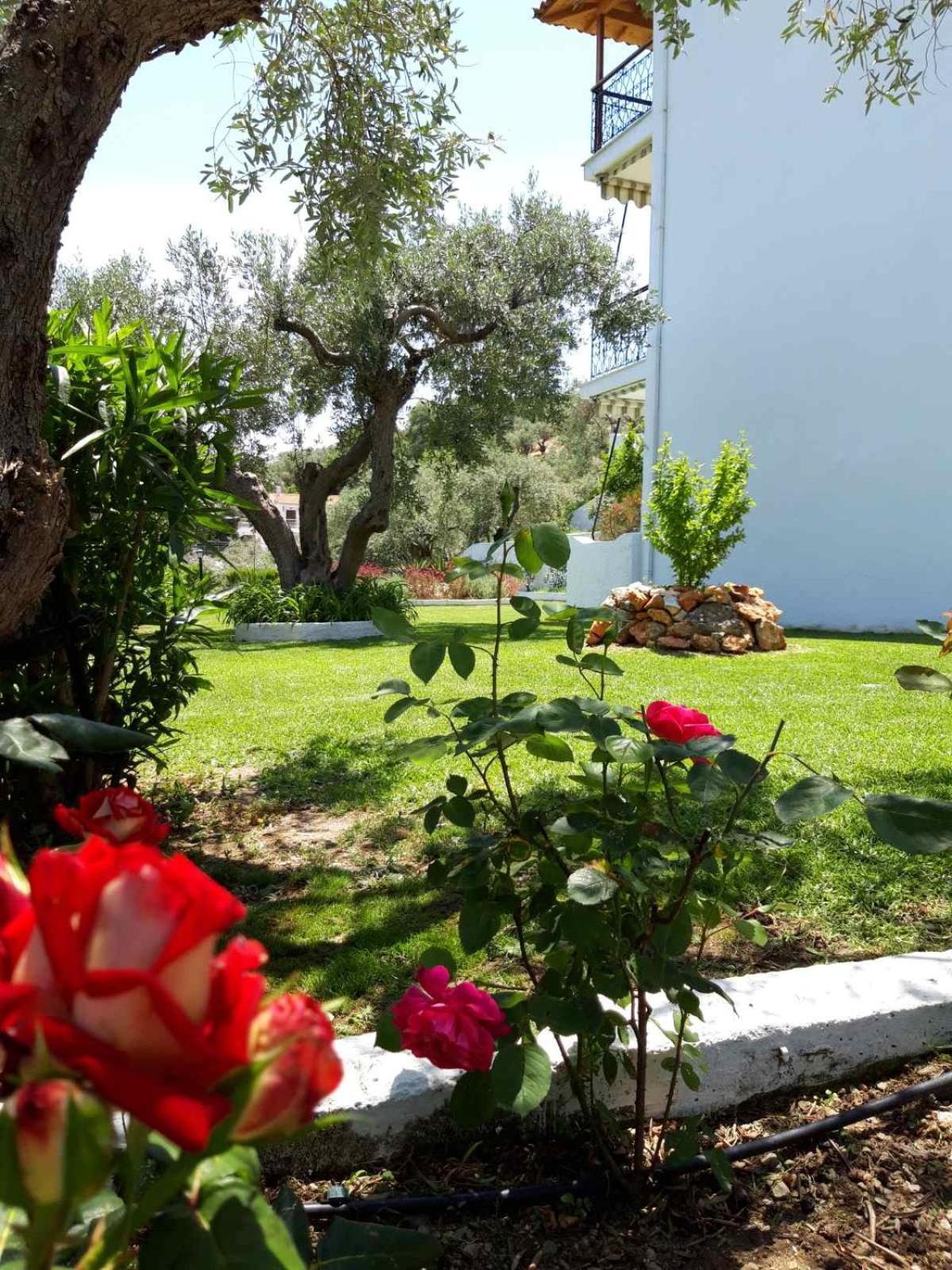 Olive Grove Studios Megali Ammos (Skiathos) Exterior foto